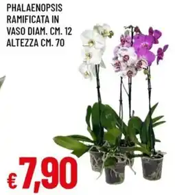 A&O Phalaenopsis ramificata in vaso diam. cm. 12 altezza cm. 70 offerta