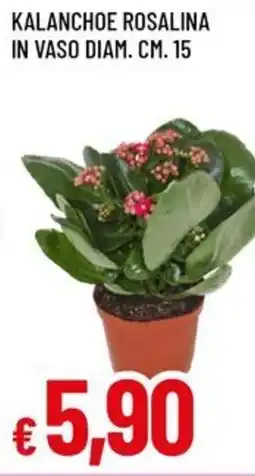 A&O Kalanchoe rosalina in vaso diam. cm. 15 offerta