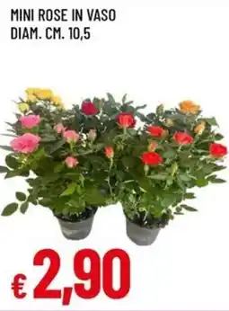 A&O Mini rose in vaso diam. cm. 10,5 offerta