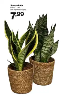 In'S Mercato Sansevieria offerta