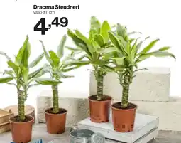 In'S Mercato Piante che raccontano offerta