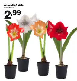 In'S Mercato Amaryllis 1 stelo offerta