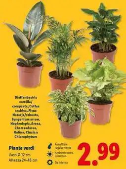 Lidl Piante verdi offerta