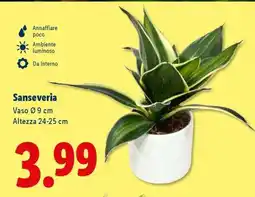 Lidl Sanseveria offerta