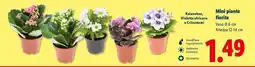 Lidl Mini piante fiorite offerta