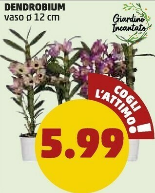 PENNY Insalata offerta