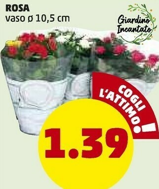 PENNY Rosa offerta