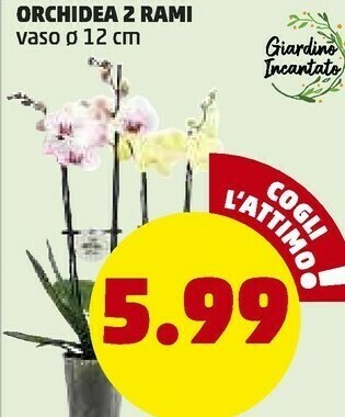 PENNY Orchidea 2 rami offerta