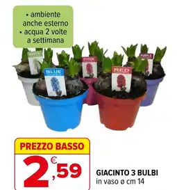 Iperal Giacinto 3 bulbi offerta