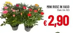 IperFamila Mini rose in vaso offerta