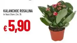 IperFamila Kalanchoe rosalina in vaso offerta