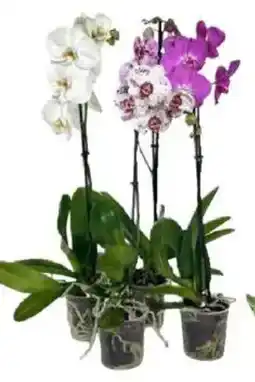 IperFamila Phalaenopsis ramificata in vaso offerta