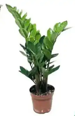 IperFamila Zamioculcas in vaso offerta