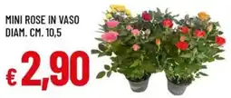 Galassia Mini rose in vaso diam. cm. 10,5 offerta