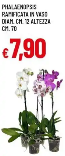 Galassia Phalaenopsis ramificata in vaso diam. cm. 12 altezza cm. 70 offerta