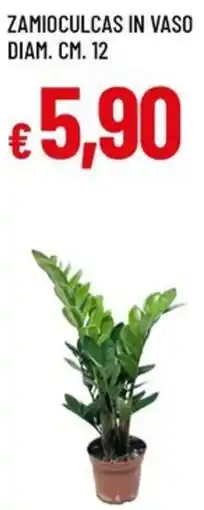 Galassia Zamioculcas in vaso diam. cm. 12 offerta