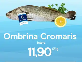 Ombrina Cromaris intera