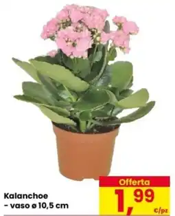 Eurospar Kalanchoe vaso 10,5 cm offerta