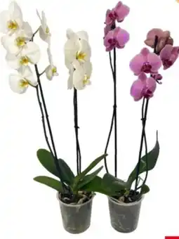 Eurospar Phalaenopsis 2 rami offerta