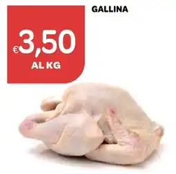 Ekom Gallina offerta