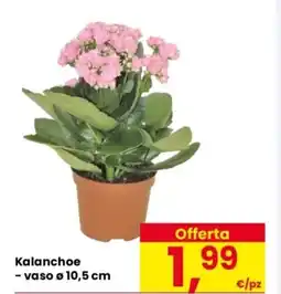 Despar Kalanchoe offerta
