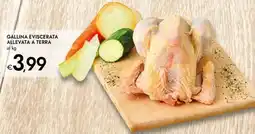 Bennet Gallina eviscerata allevata a terra offerta