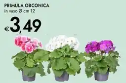 Bennet Primula obconica offerta