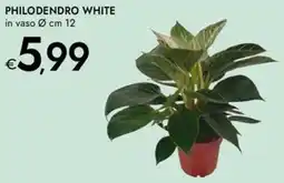 Bennet Philodendro white offerta