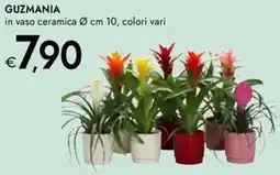 Bennet Guzmania offerta