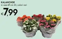Bennet Kalanchoe offerta