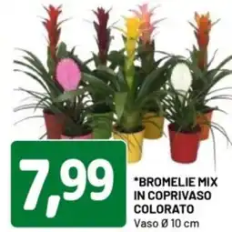 DPiù Bromelie mix in coprivaso colorato offerta