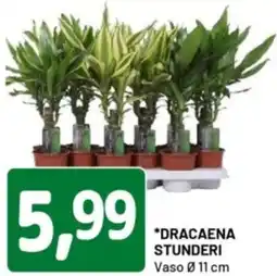 DPiù Dracaena stunderi offerta
