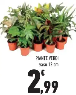 Conad Superstore Piante verdi offerta
