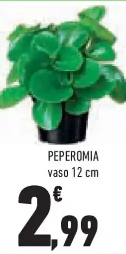 Conad Superstore Peperomia offerta