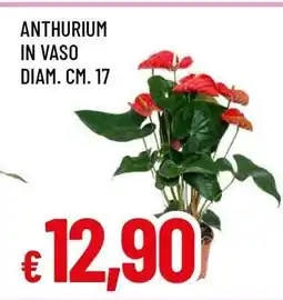Famila ANTHURIUM IN VASO offerta