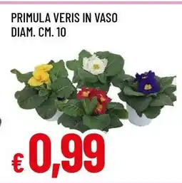 Famila PRIMULA VERIS IN VASO offerta