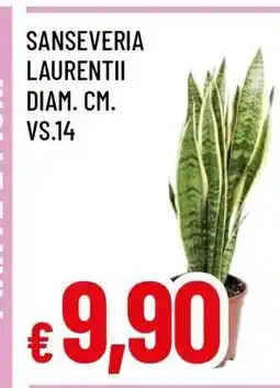 Famila SANSEVERIA LAURENTII offerta