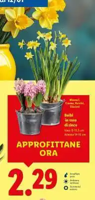 Lidl Bulbi in vaso di zinco offerta