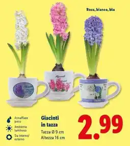 Lidl Giacinti in tazza offerta