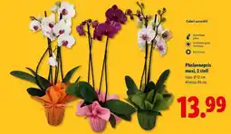 Lidl Phalaenopsis Maxi, 2 steli offerta