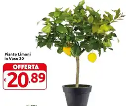 Carrefour Express Piante Limoni in Vaso 20 offerta