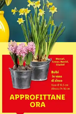 Lidl Bulbi in vaso di zinco offerta
