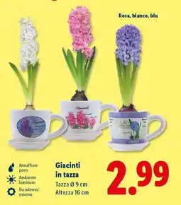 Lidl Giacinti in tazza offerta