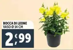 Deco Supermercati Bocca di leone offerta