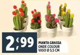 Deco Supermercati Pianta grassa onde colour offerta
