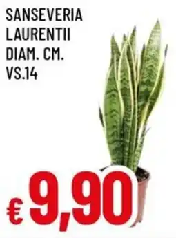 A&O Sanseveria laurentii offerta