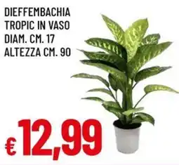 A&O Dieffembachia tropic in vaso offerta