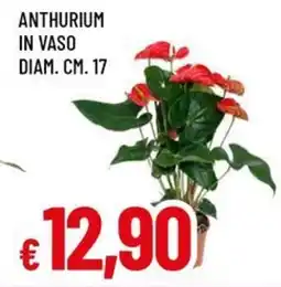 A&O Anthurium in vaso offerta