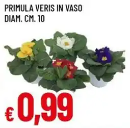 A&O Primula veris in vaso offerta