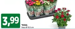 DPiù Rosa offerta